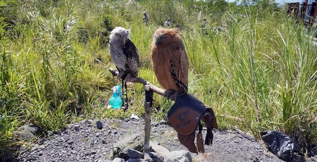 Deux hiboux sur une pipe avec un panneau qui dit "la chouette"