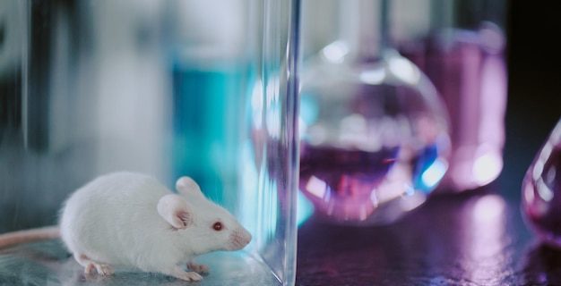 Petite souris blanche présente dans un récipient en verre transparent placé en laboratoire avec réflexion de la lumière