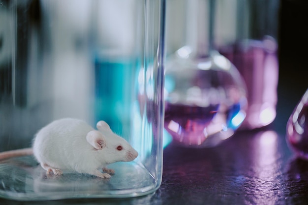 Petite souris blanche présente dans un récipient en verre transparent placé en laboratoire avec réflexion de la lumière